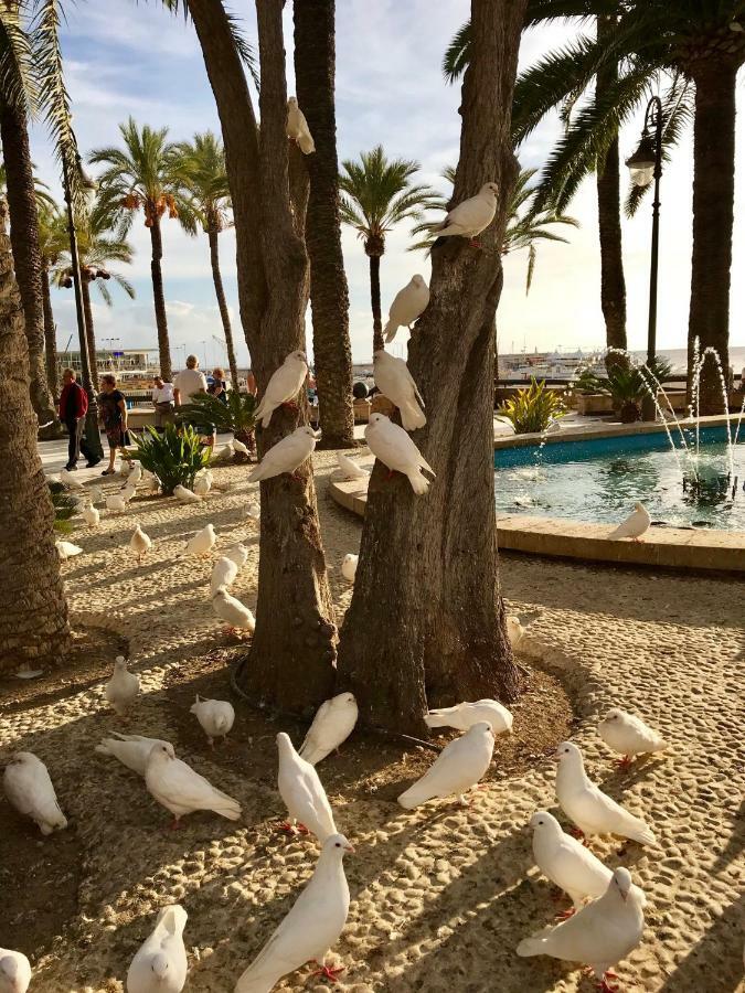 Cometa Benidorm Esterno foto